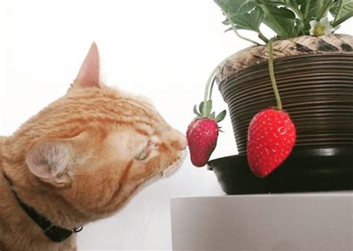 Quick Answer: Are Strawberry Stems Bad For Dogs