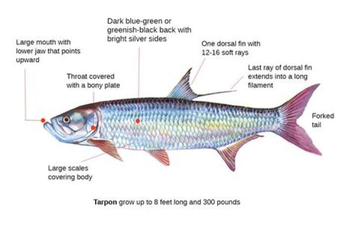 Quick Answer: Are Tarpon Fish