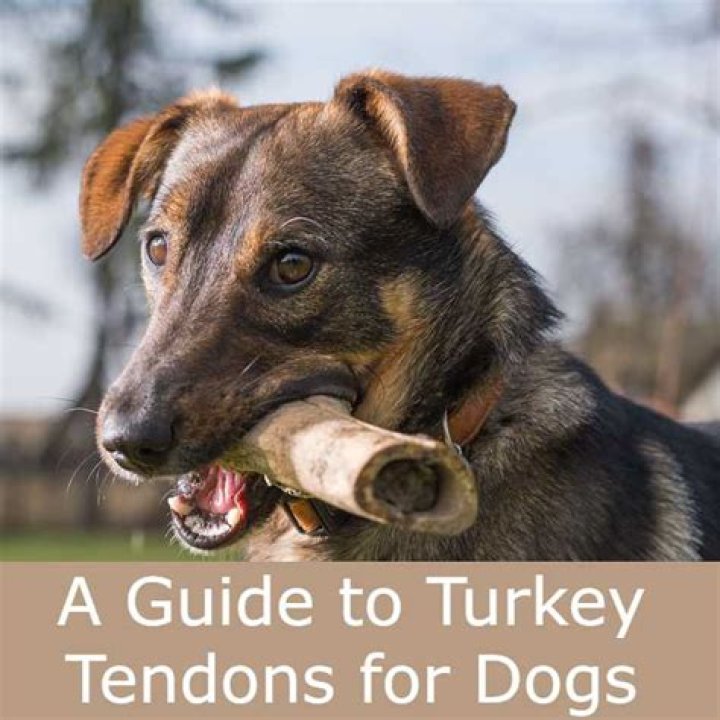 Quick Answer: Are Turkey Tendons Safe For Dogs