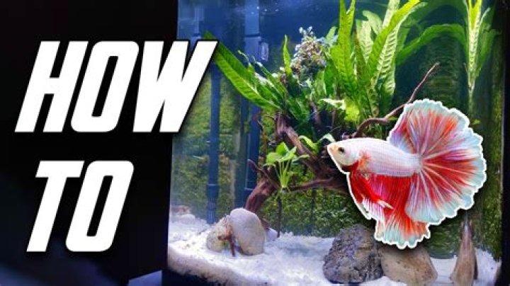 Quick Answer: Can Betta Fish Have Spring Water In Their Bowl