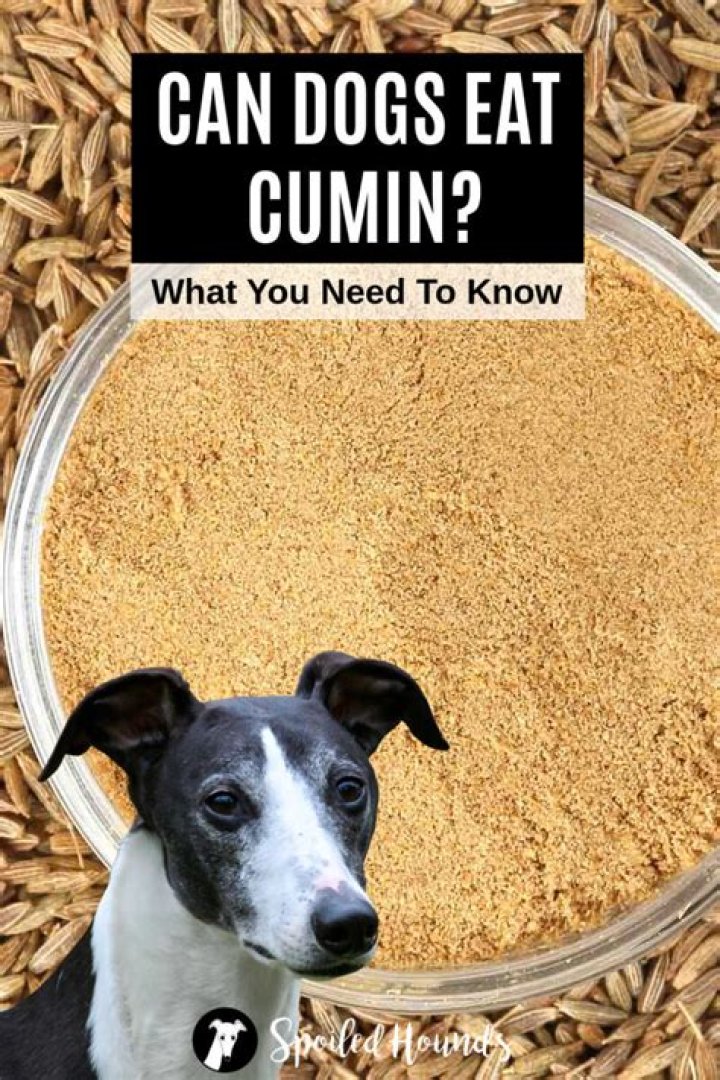 Quick Answer: Can Dogs Eat Cumin