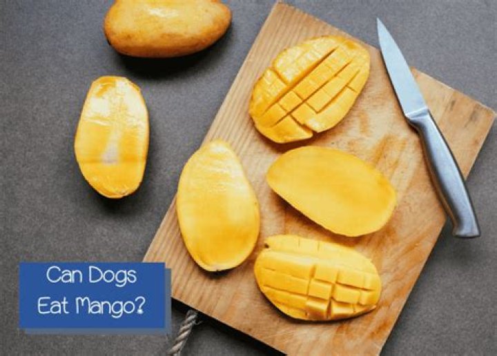 Quick Answer: Can Dogs Eat Mango Peel