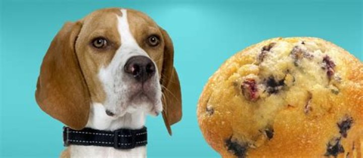Quick Answer: Can Dogs Eat Muffins