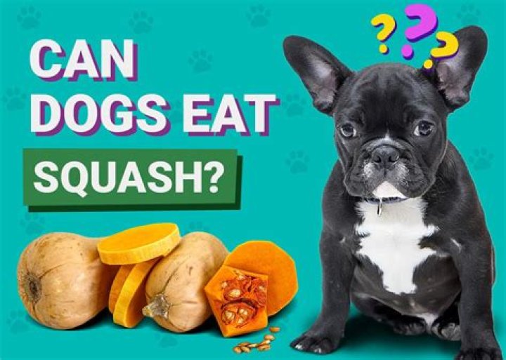 Quick Answer: Can Dogs Eat Squash And Zucchini