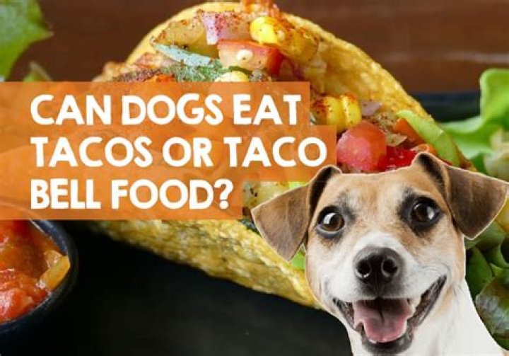 Quick Answer: Can Dogs Eat Taco Meat