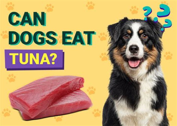 Quick Answer: Can Dogs Eat Tuna Fish And Mayo