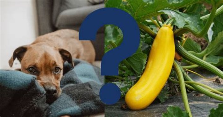 Quick Answer: Can Dogs Have Yellow Squash