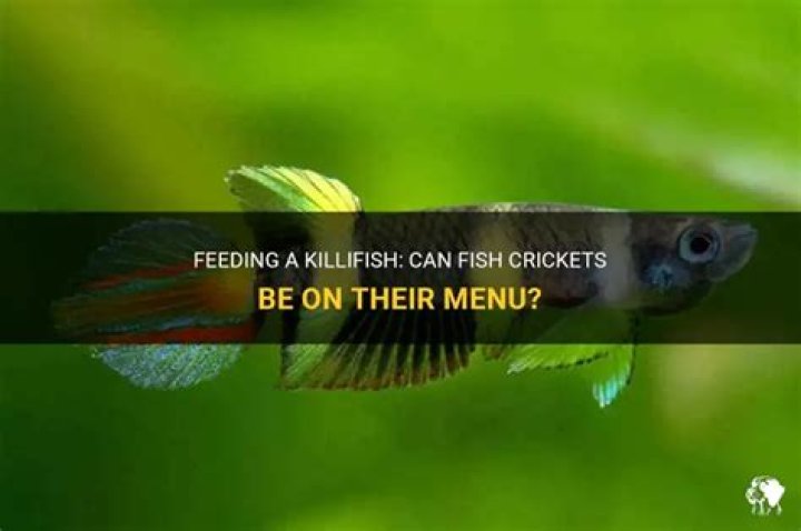 Quick Answer: Can I Feed A Killifish Fish Cricket