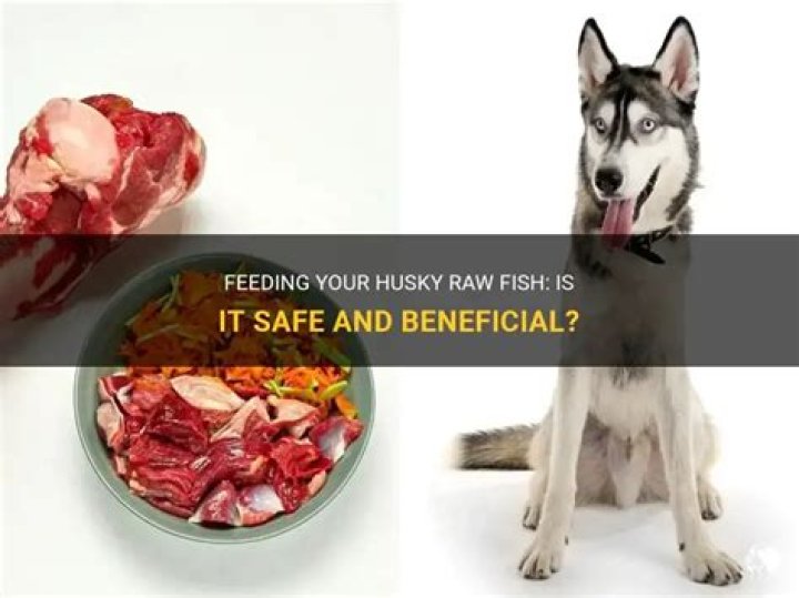 Quick Answer: Can I Feed My Siberian Husky Raw Fish