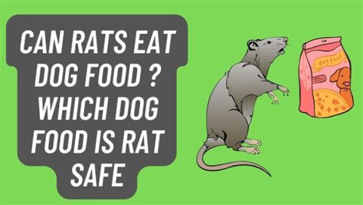 Quick Answer: Can Rats Eat Cat And Dog Treats