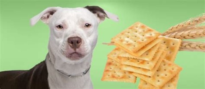 Quick Answer: Can You Give Dogs Saltine Crackers