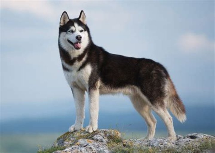 Quick Answer: Do Siberian Huskies Make Good Hunting Dogs