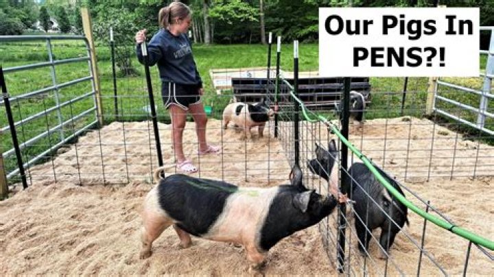 Quick Answer: How Keep Pigs From Eating Dog Food