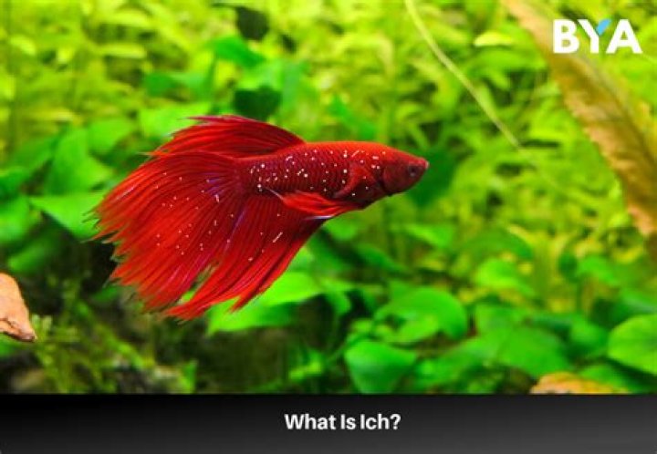 Quick Answer: How Long Can A Betta Fish Survive With Ich