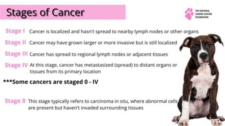 Quick Answer: How Long Can A Dog With Cancer Go Without Eating