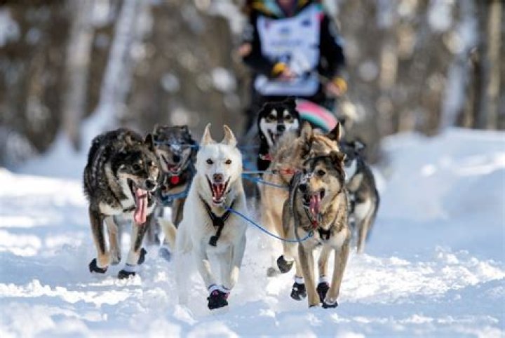 Quick Answer: How Long Can Sled Dogs Run For