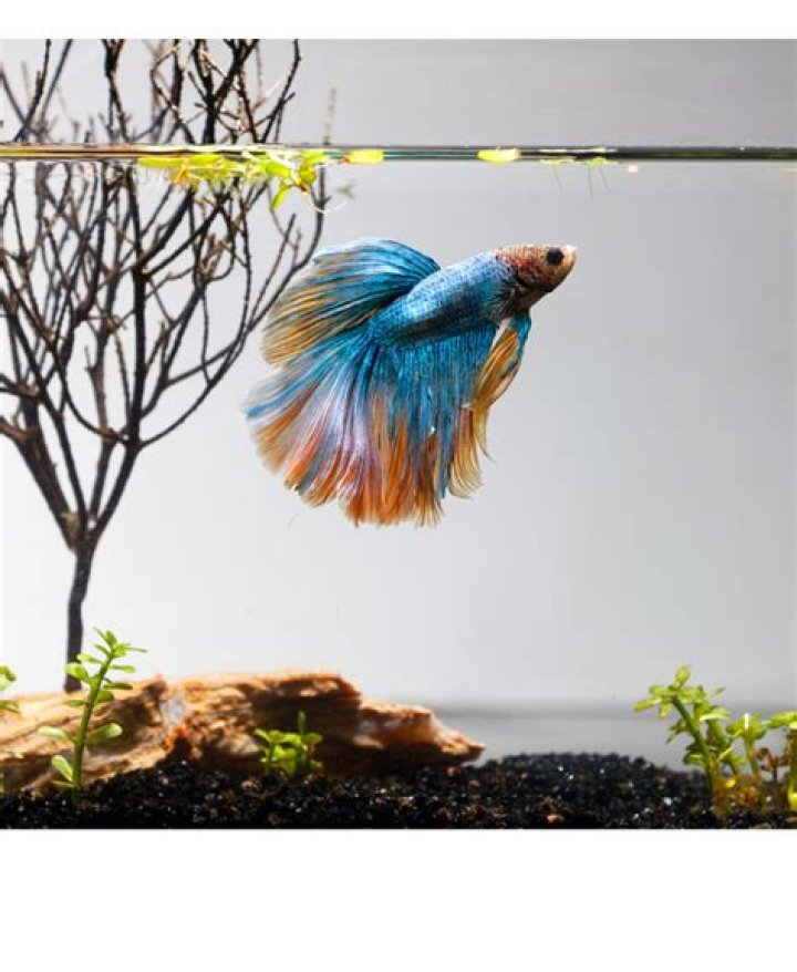 Quick Answer: How Long Can Tropical Fish Live Without A Heater