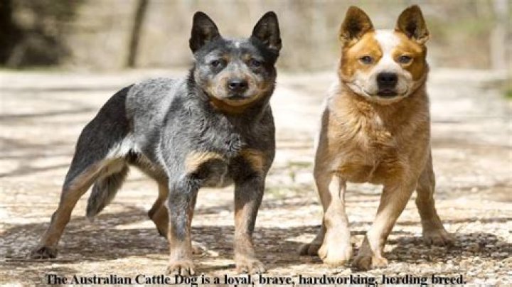 Quick Answer: How Long Do Australian Cattle Dogs Shed