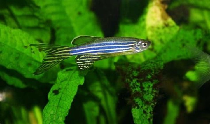 Quick Answer: How Long Do Danio Fish Live