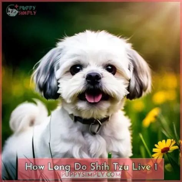 Quick Answer: How Long Do Shih Tzu Mix Dog Live