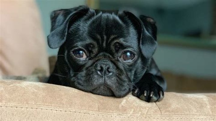 Quick Answer: How Long Does Baytril Take To Work Dog