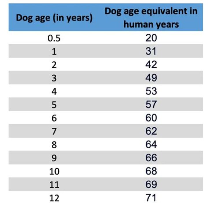 Quick Answer: How Long Is One Week In Dog Years