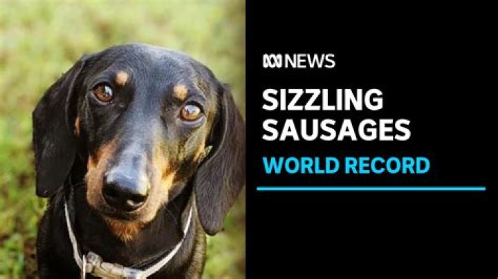 Quick Answer: How Long Is The Longest Sausage Dog In The World