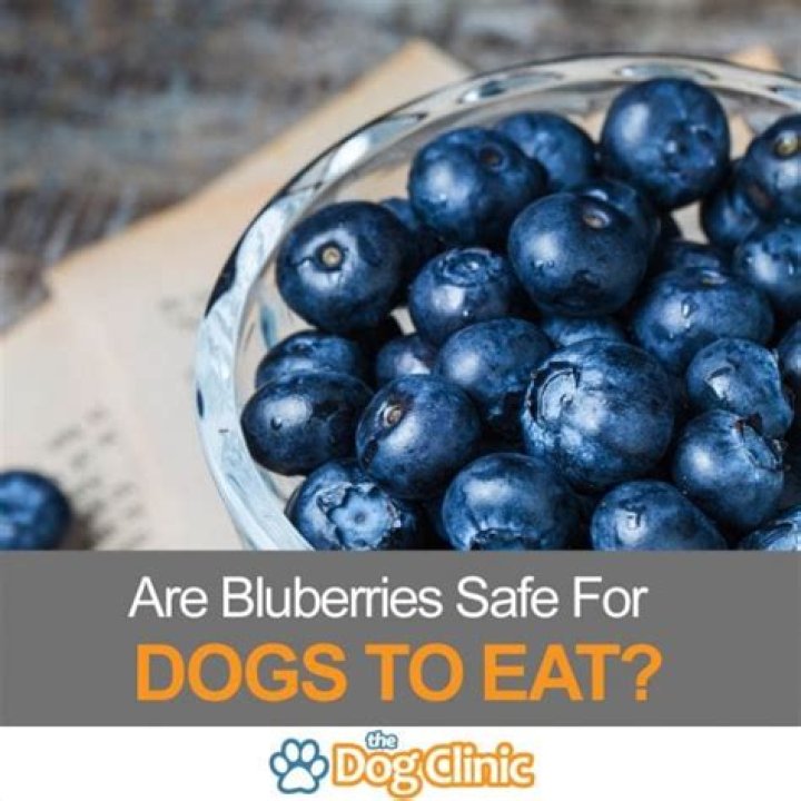 Quick Answer: How Many Blueberries To Give Dog