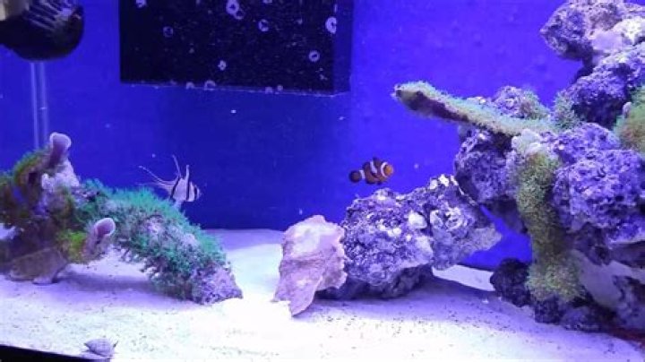 Quick Answer: How Many Fish In A 20 Gallon Long Reef Tank