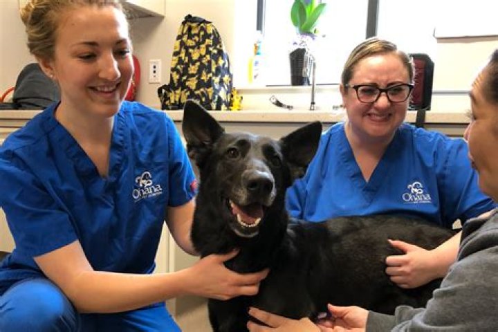 Quick Answer: How Much Does A Dog Trainer Apprentice At Petco Make