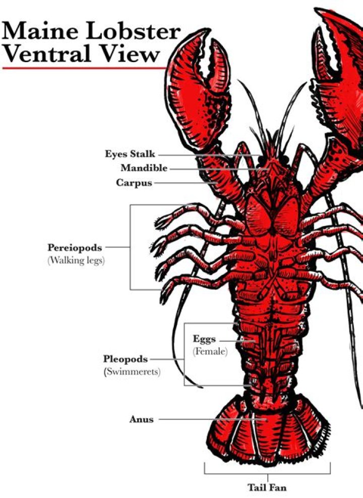 Quick Answer: How Much Does Granite Lobster Help In Fishing