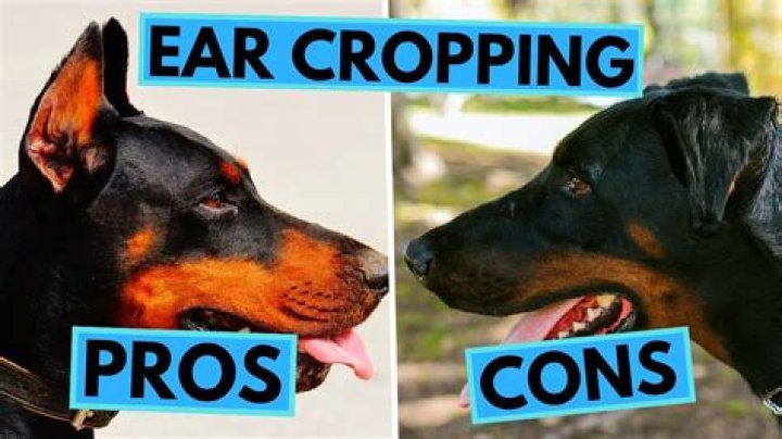 Quick Answer: How Much Does It Cost To Crop A Dog’s Ears