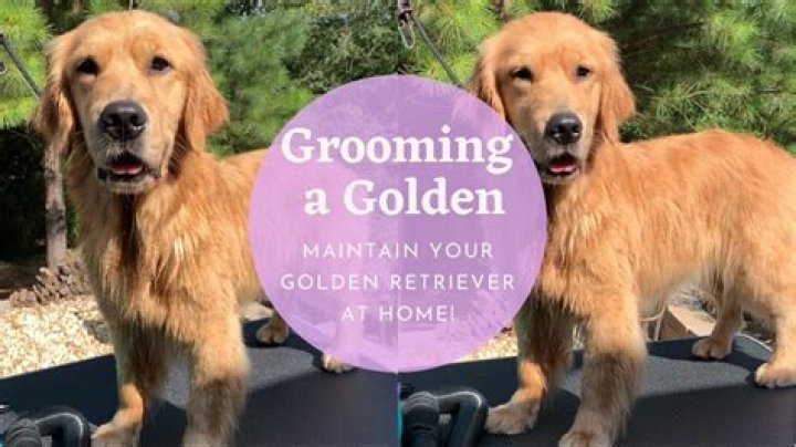 Quick Answer: How Much For Full Service Dog Grooming For Golden Retrievers