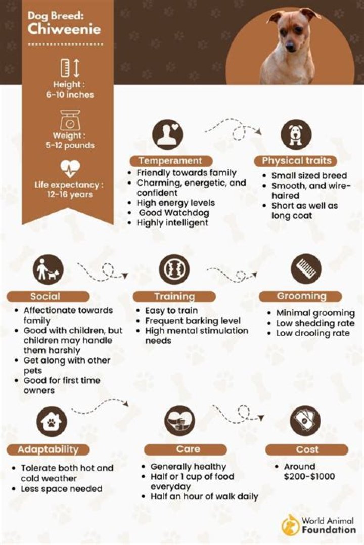 Quick Answer: How Much Is A Chiweenie Dog