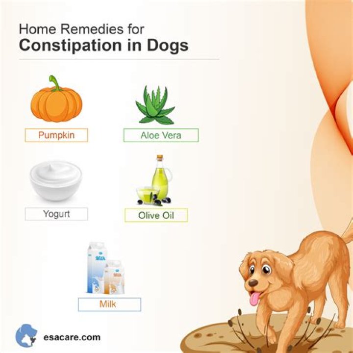 Quick Answer: How Much Olive Oil To Give My Dog For Constipation