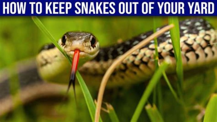 Quick Answer: How To Keep Snakes Away When Camping