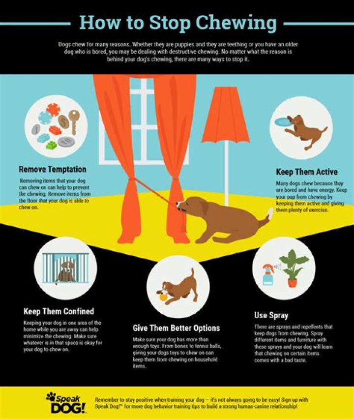 Quick Answer: How To Stop Your Dog From Chewing Underwear