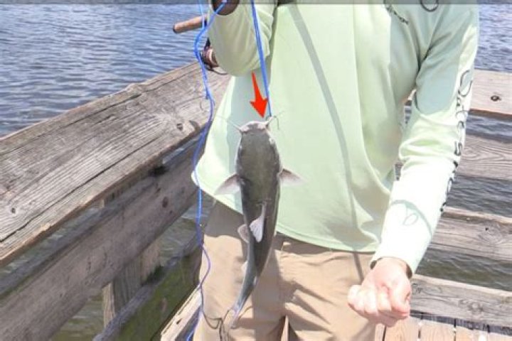 Quick Answer: How To Unhook A Catfish