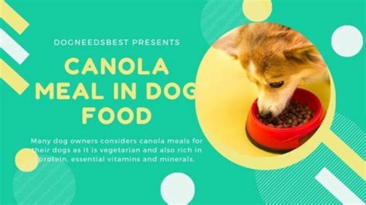 Quick Answer: Is Canola Oil In Dog Food Bad