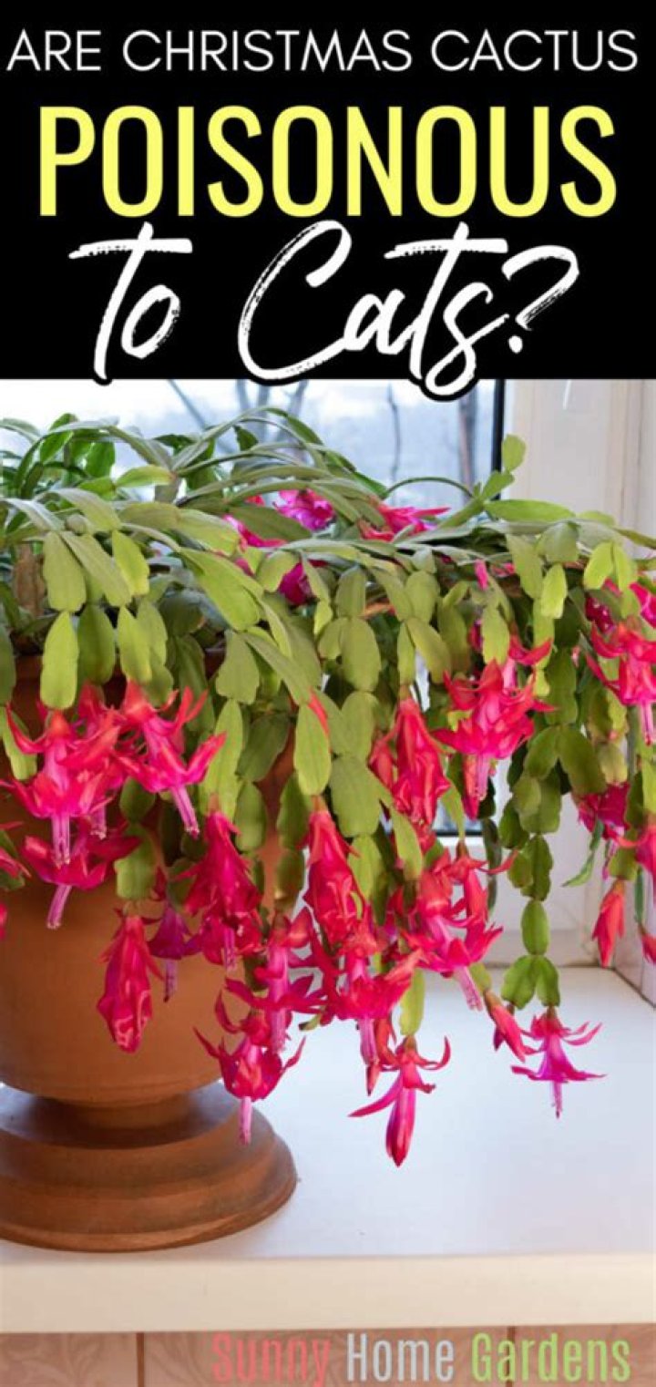 Quick Answer: Is Christmas Cactus Poisonous To Dogs And Cats