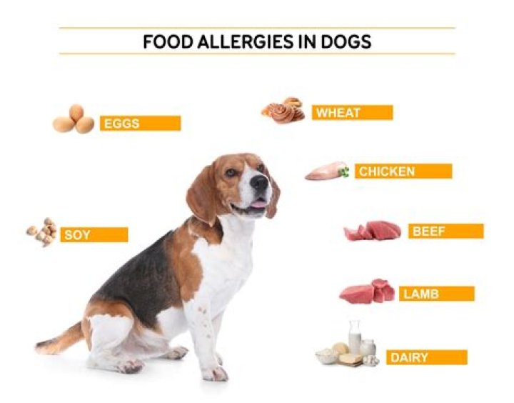 Quick Answer: Is Kangaroo Meat Good For Dogs With Allergies