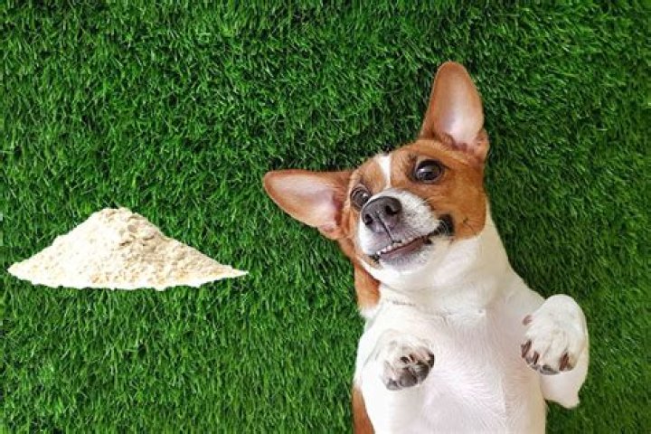 Quick Answer: Is Powdered Yard Lime Bad For Dogs