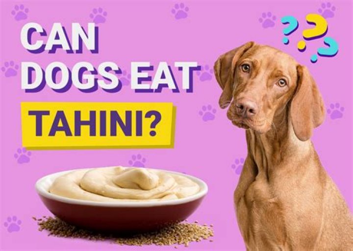 Quick Answer: Is Tahini Good For Dogs
