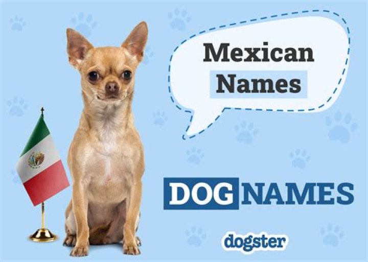 Quick Answer: What Are Good Mexican Dog Names