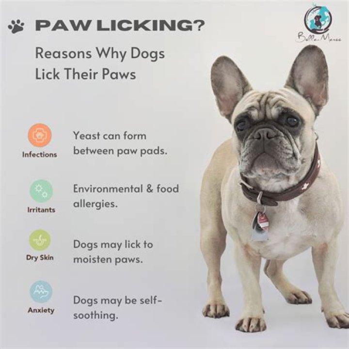 Quick Answer: What Causes Lick Fits In Dogs