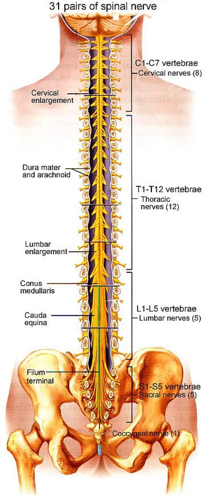 Quick Answer: What Is Conus Shipping