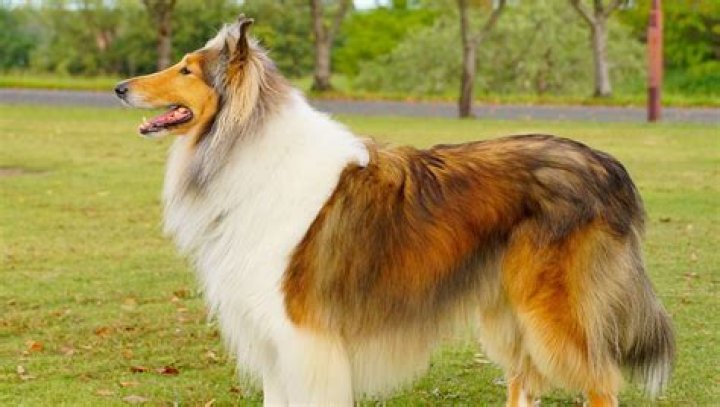 Quick Answer: What Kind Of Dog Is Lassie