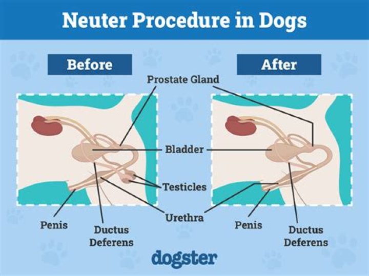 Quick Answer: What To Do If Your Dog Licks His Neuter Incision