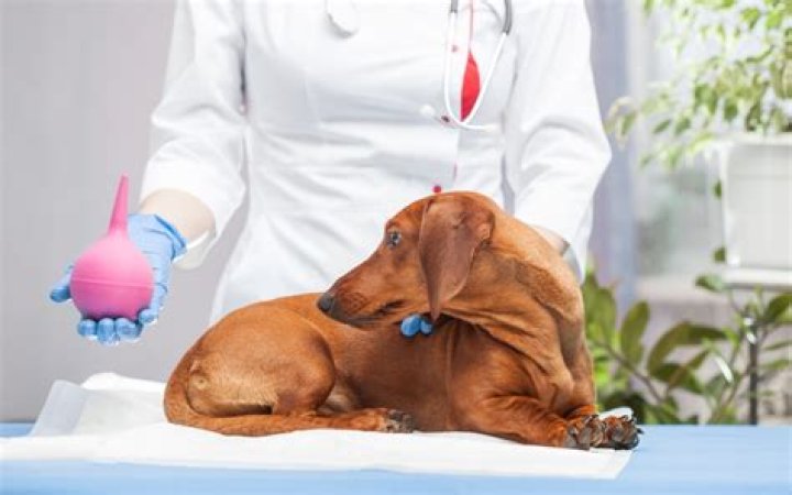 Quick Answer: What To Expect After A Dog Enema