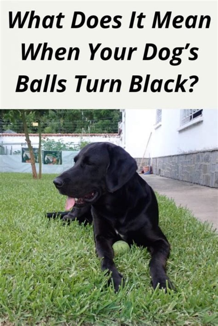 Quick Answer: Why Are My Dogs Balls Black